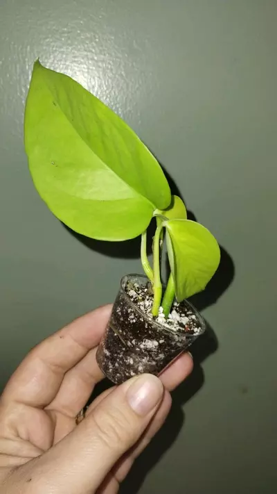 plant/Neon Potho-0-thumbnail