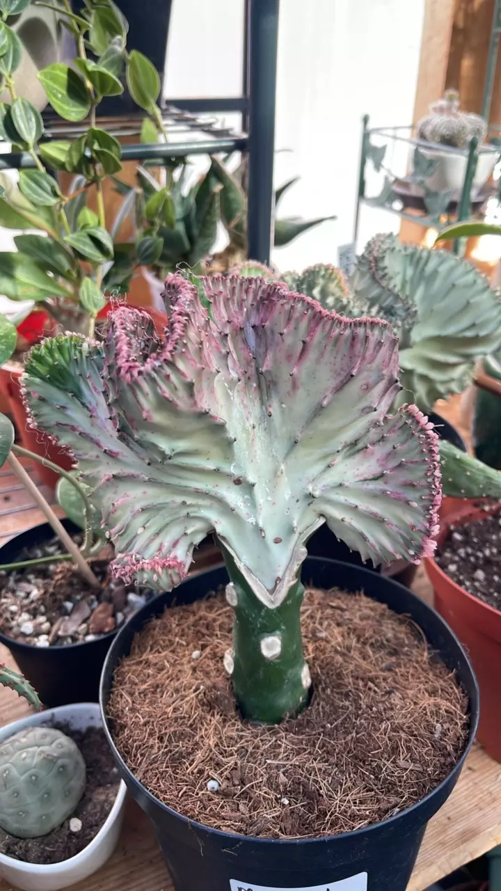 plant/mermaid tail cactus-1