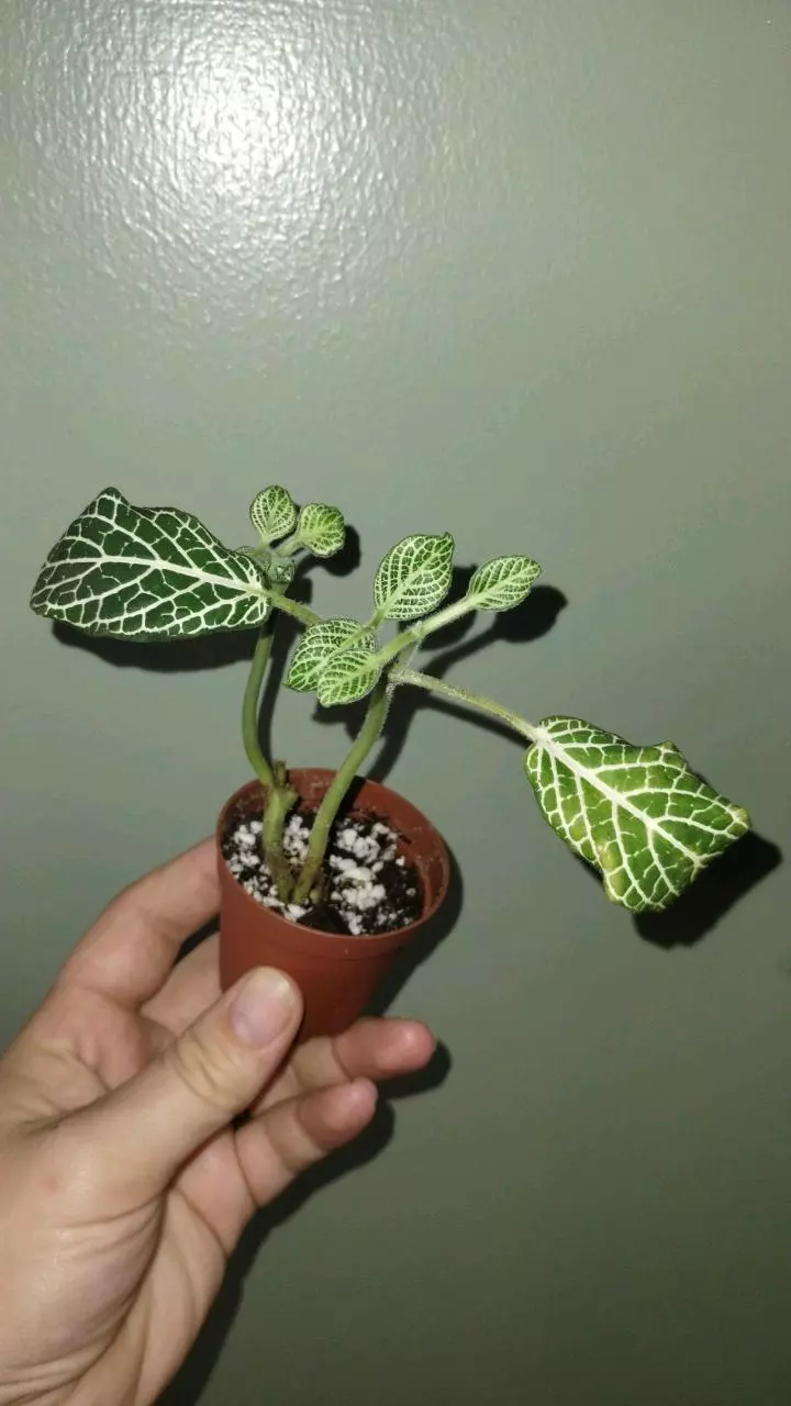 plant/White Fitonia (Nerve Plant)-0