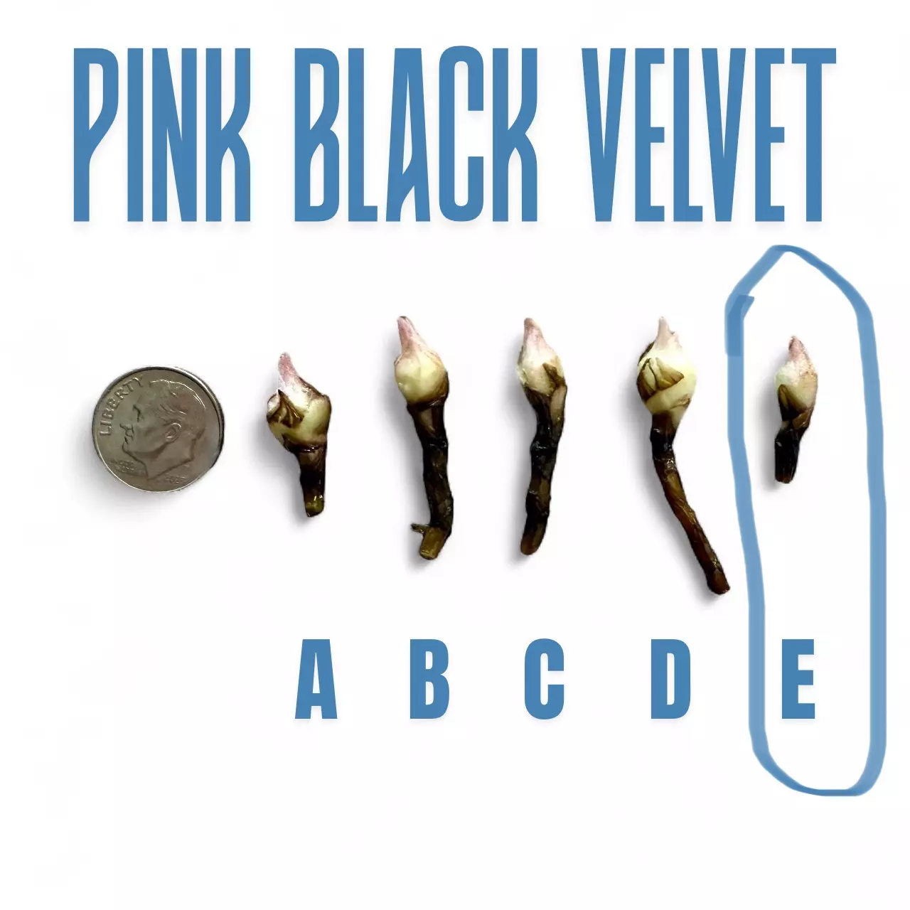 plant/255 Alocasia Pink Black Velvet - Corm E Only-0