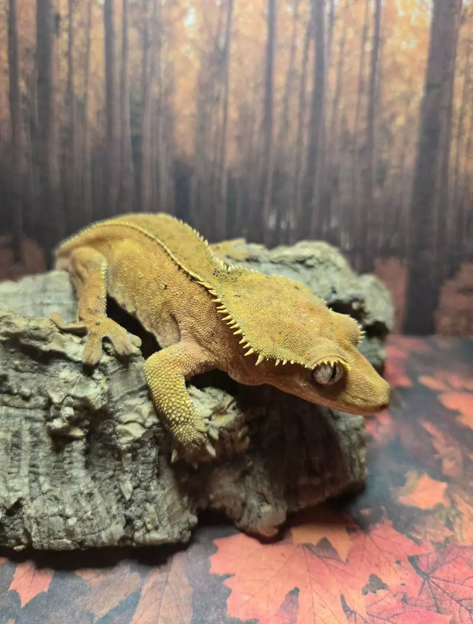 plant/Male breeder crested gecko-2
