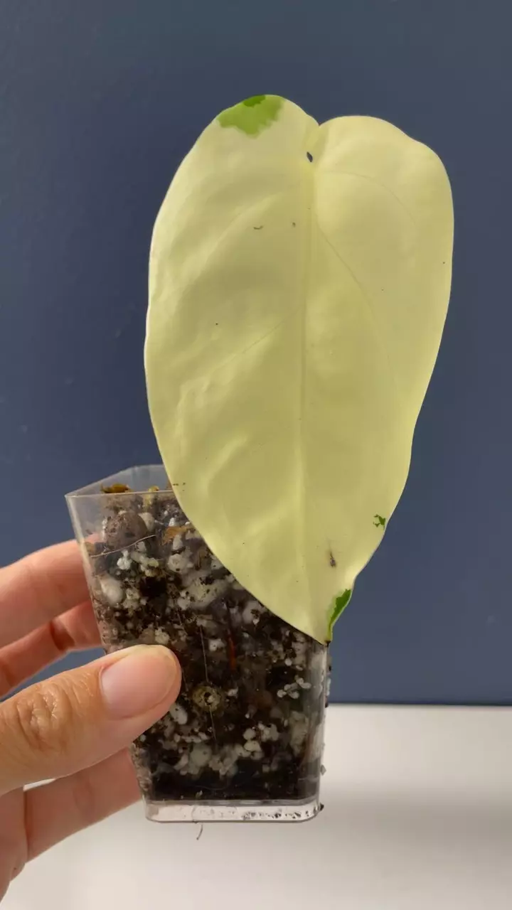 plant/Syngonium  Chiapense highly variegated-1