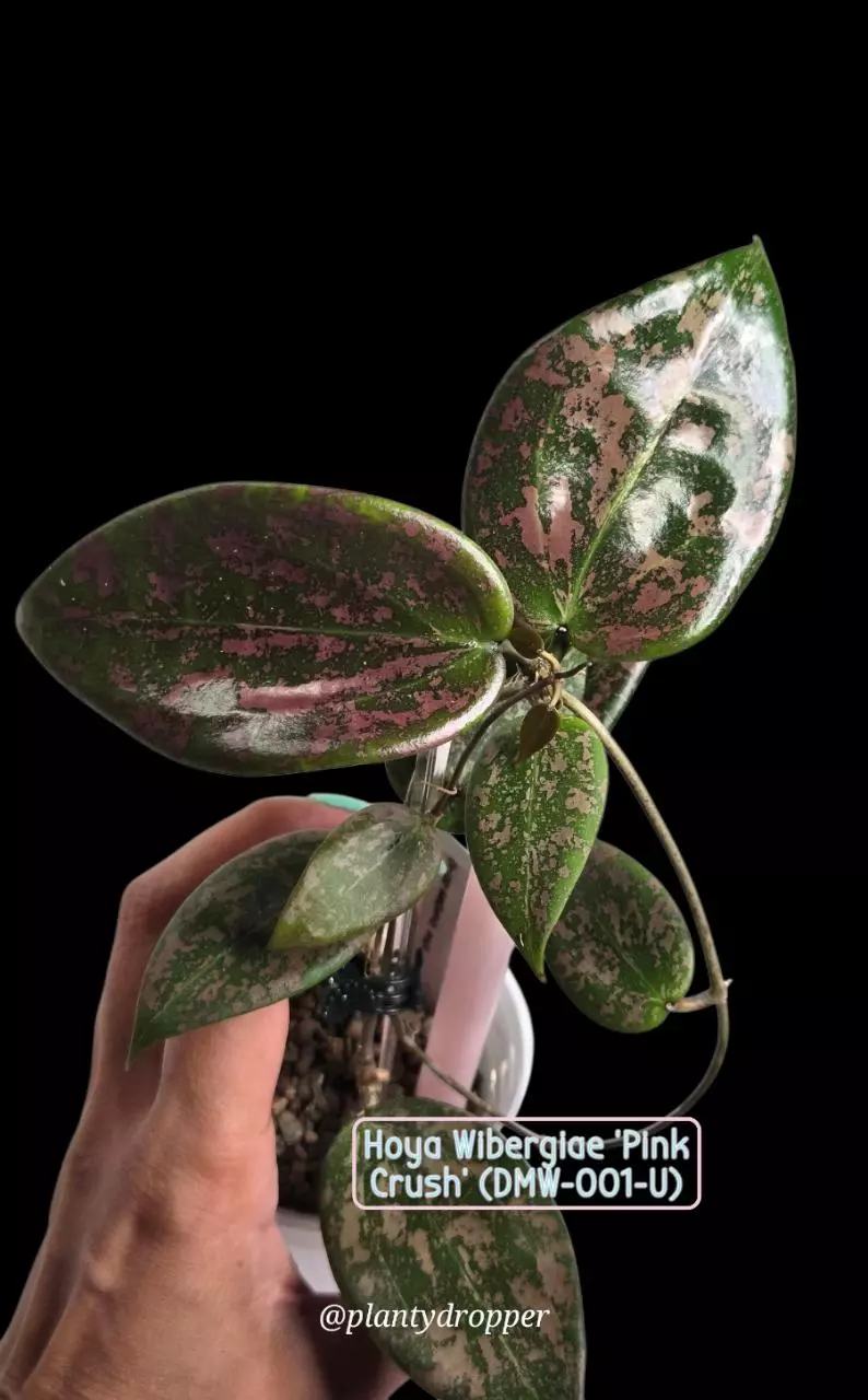 plant/🦄💖Hoya Wibergiae 'Pink Crush' (DMW-001-U) #9054-6