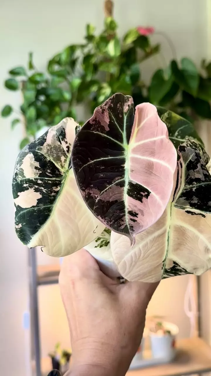 plant/255 Alocasia Pink Black Velvet - CORM D ONLY!-2
