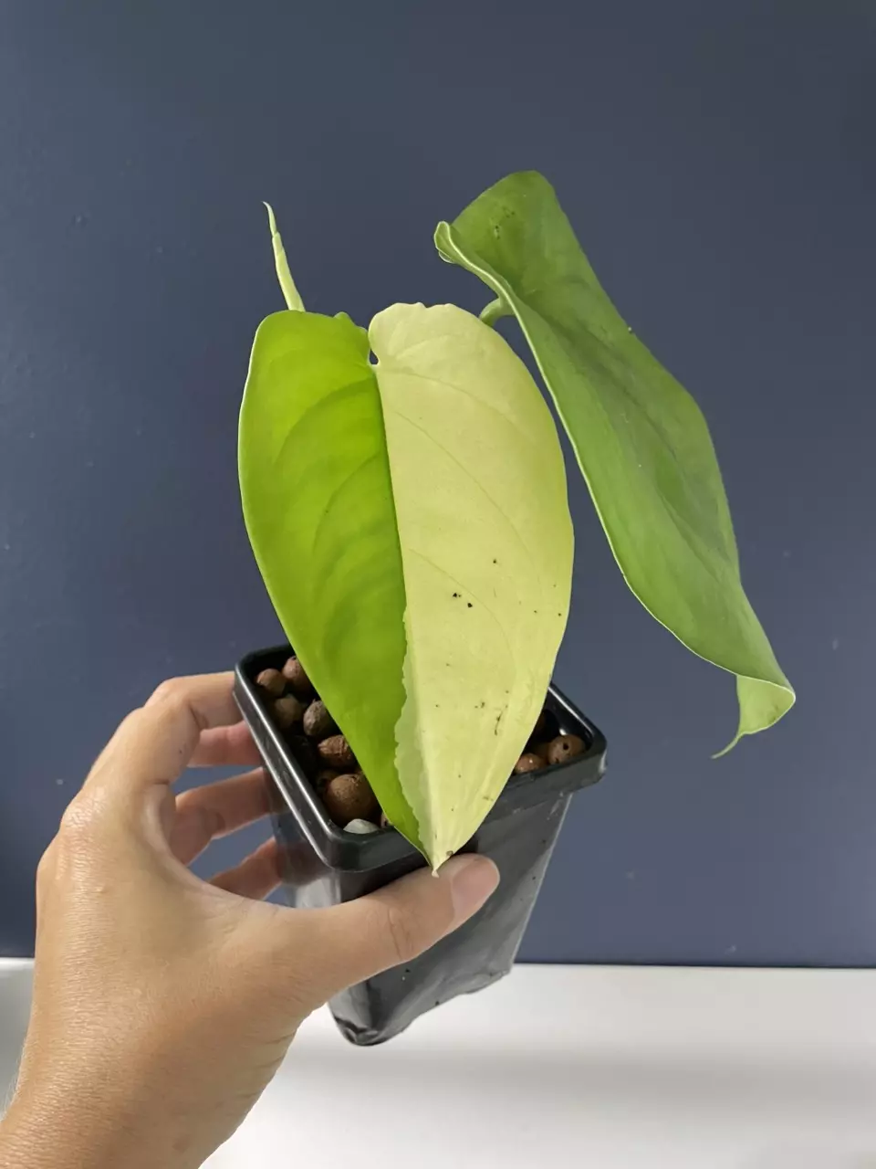 plant/Syngonium Chiapense variegated-0