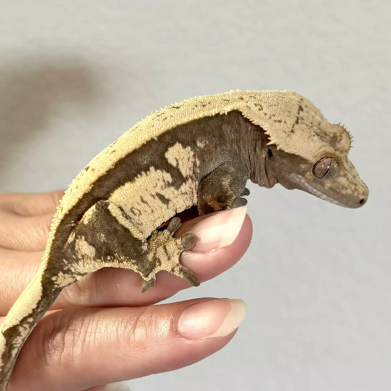 plant/Black and Cream Female Adult Crested Gecko-0