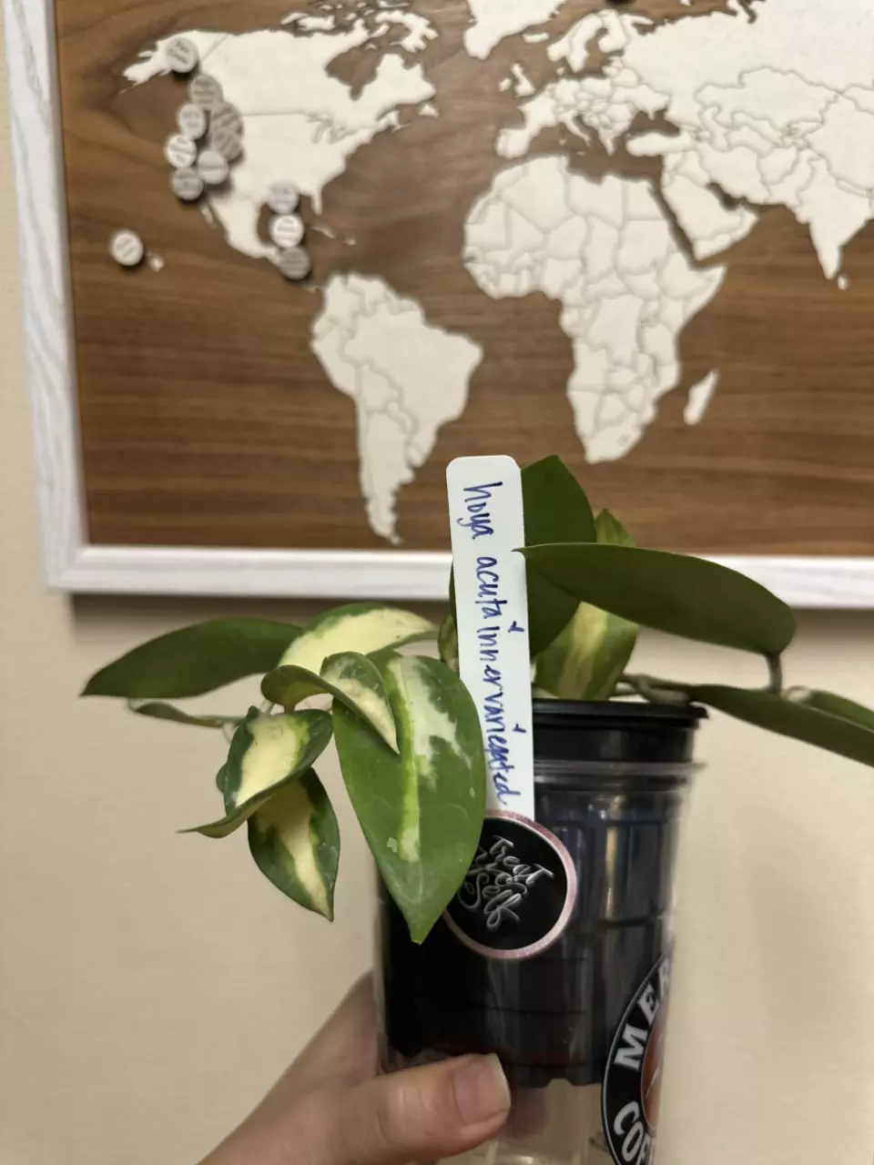 plant/Hoya Acuta inner variegated-1