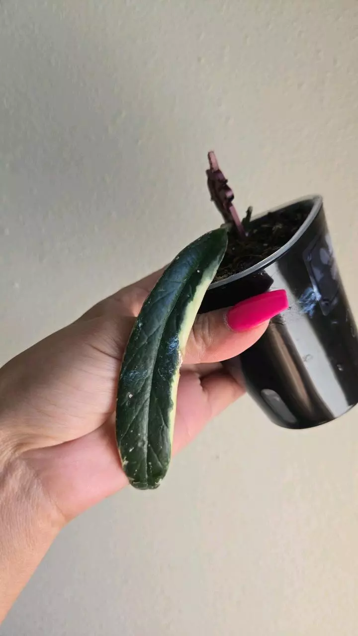 plant/Hoya Sulawesiana Albo in swp-0