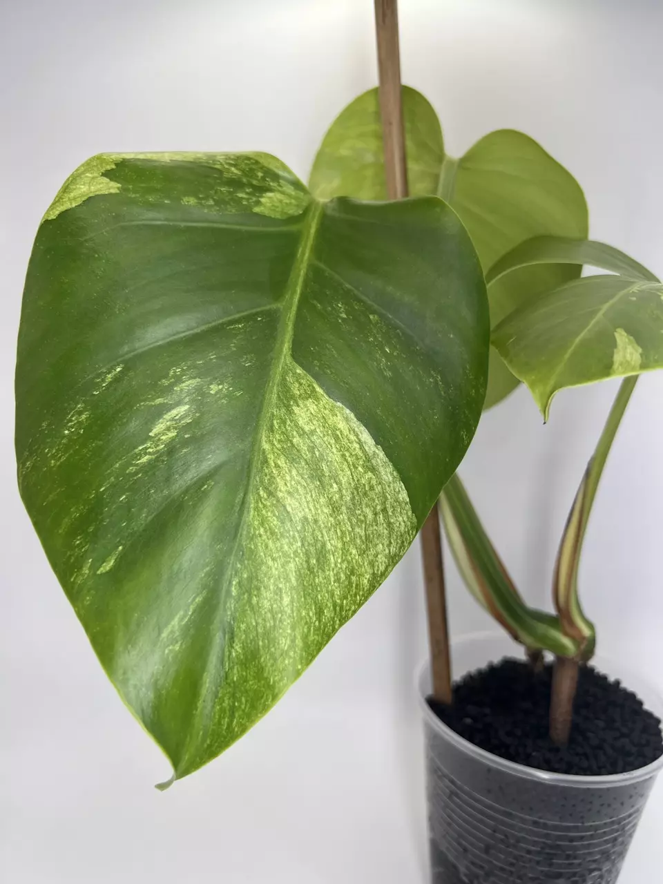 plant/Monstera ‘Jungle Mint’-0