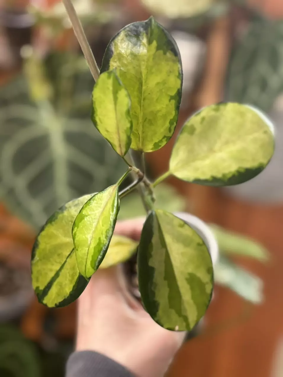 plant/Hoya Australis Lisa-0