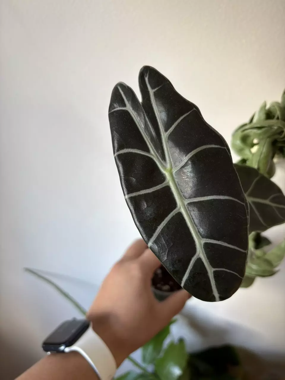 plant/Alocasia Watsoniana Red Vein Corms (Growers Choice)-0