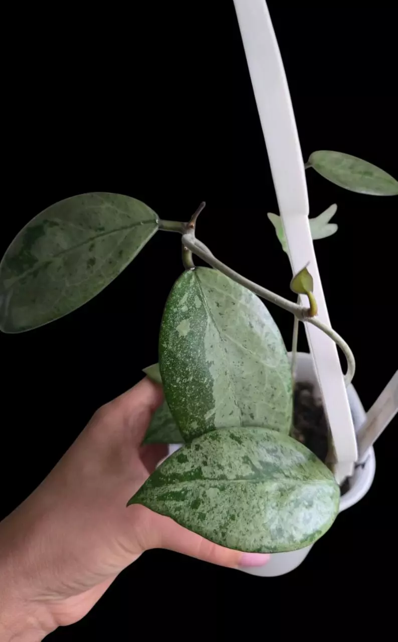 plant/Hoya Pemalang Silver #8342-5