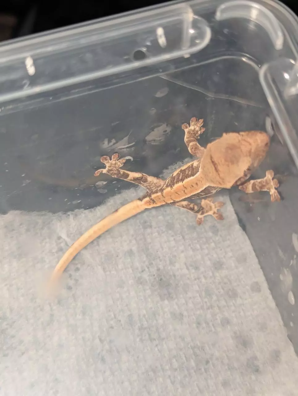 plant/Lilly white 66% het axanthic-0