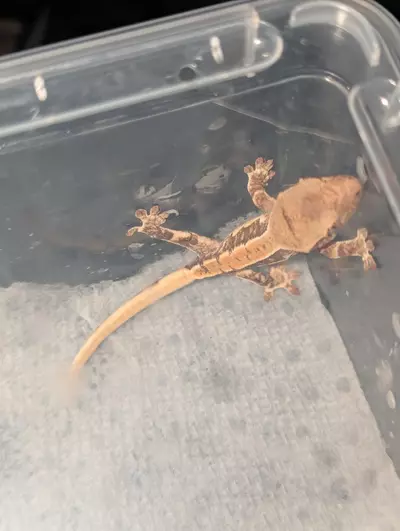 plant/Lilly white 66% het axanthic-0-thumbnail