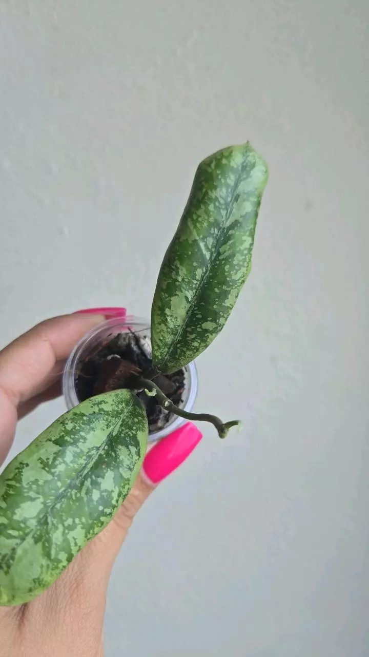 plant/Hoya 'Lorelai' (EPC 196 Mutation) #8073-1