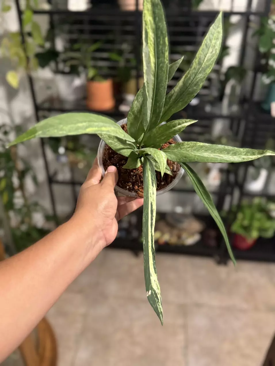 plant/Anthurium Vittarifolium Var. 6”-0