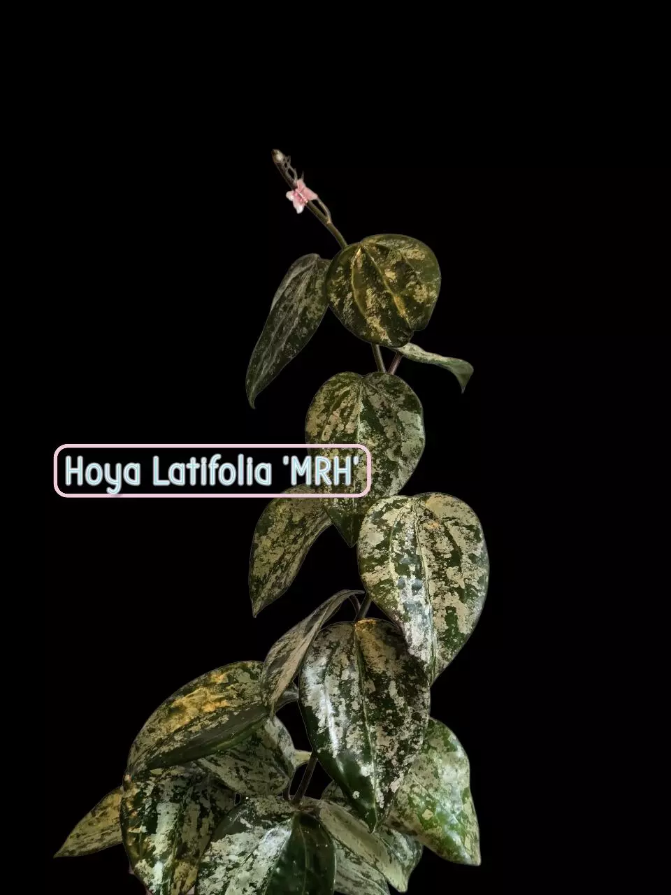 plant/Hoya Latifolia 'MRH' #9036-6