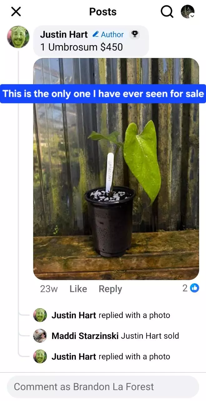plant/Anthurium umbrosum RARE seedling-6