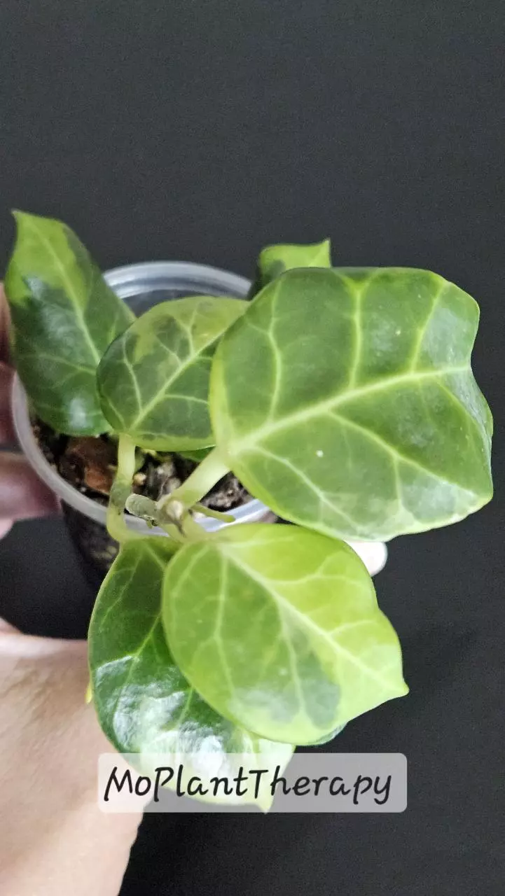 plant/Hoya obscura (Outer variegated)-0