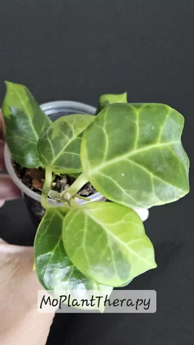 plant/Hoya obscura (Outer variegated)-0-thumbnail