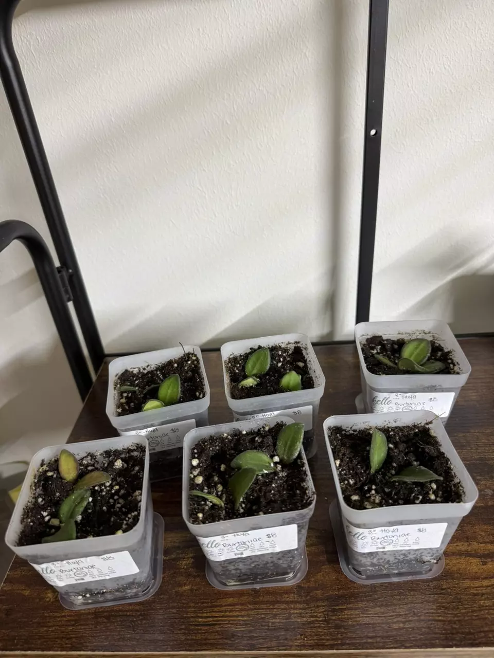 plant/Hoya burtoniea-0