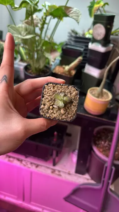 plant/Pinguicula-0-thumbnail