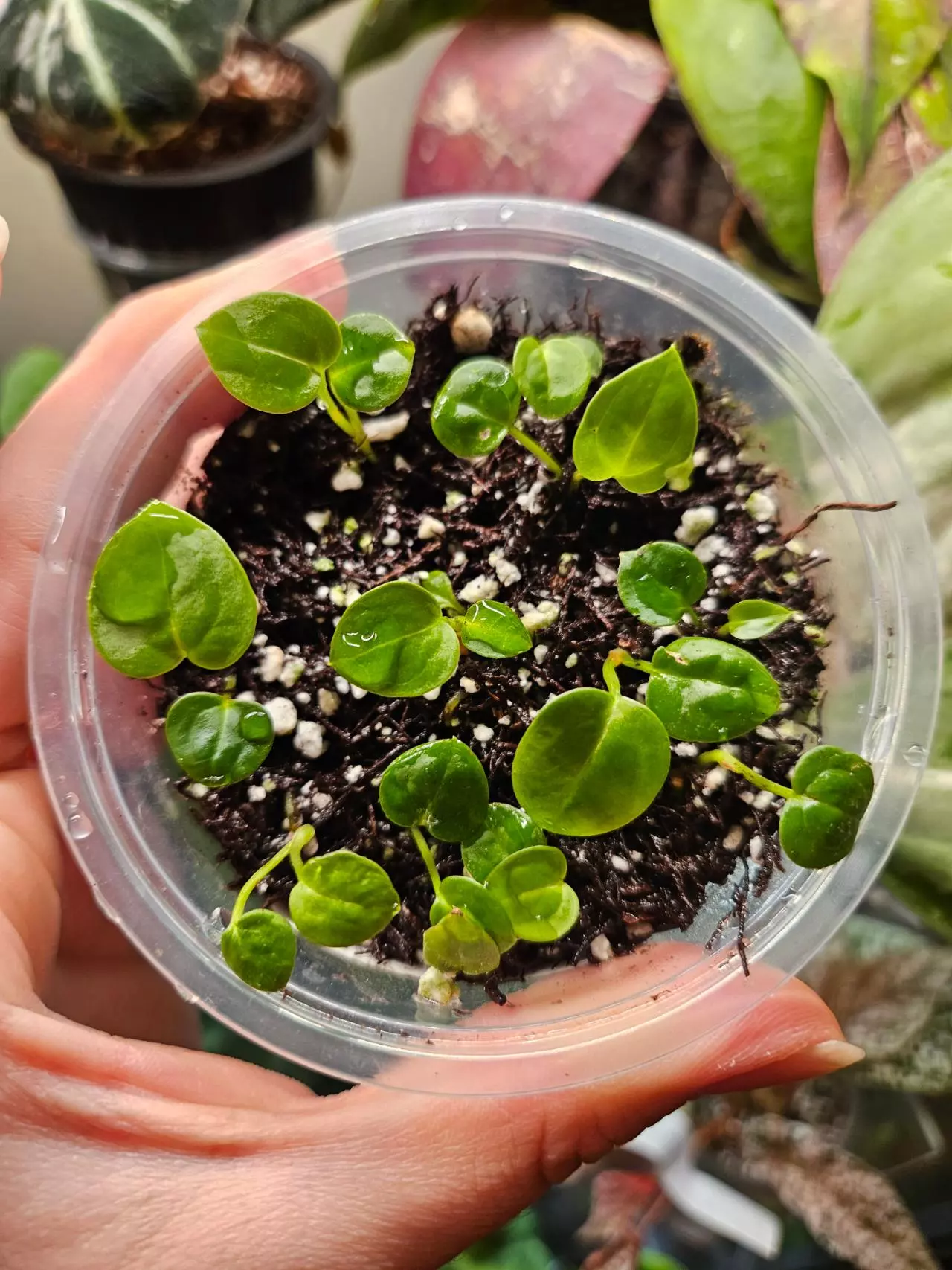 plant/Sams Dream X Crystal Doryaki Crystal 1 seedling-1