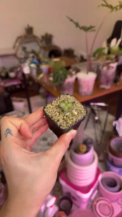 plant/Pinguicula-1-thumbnail