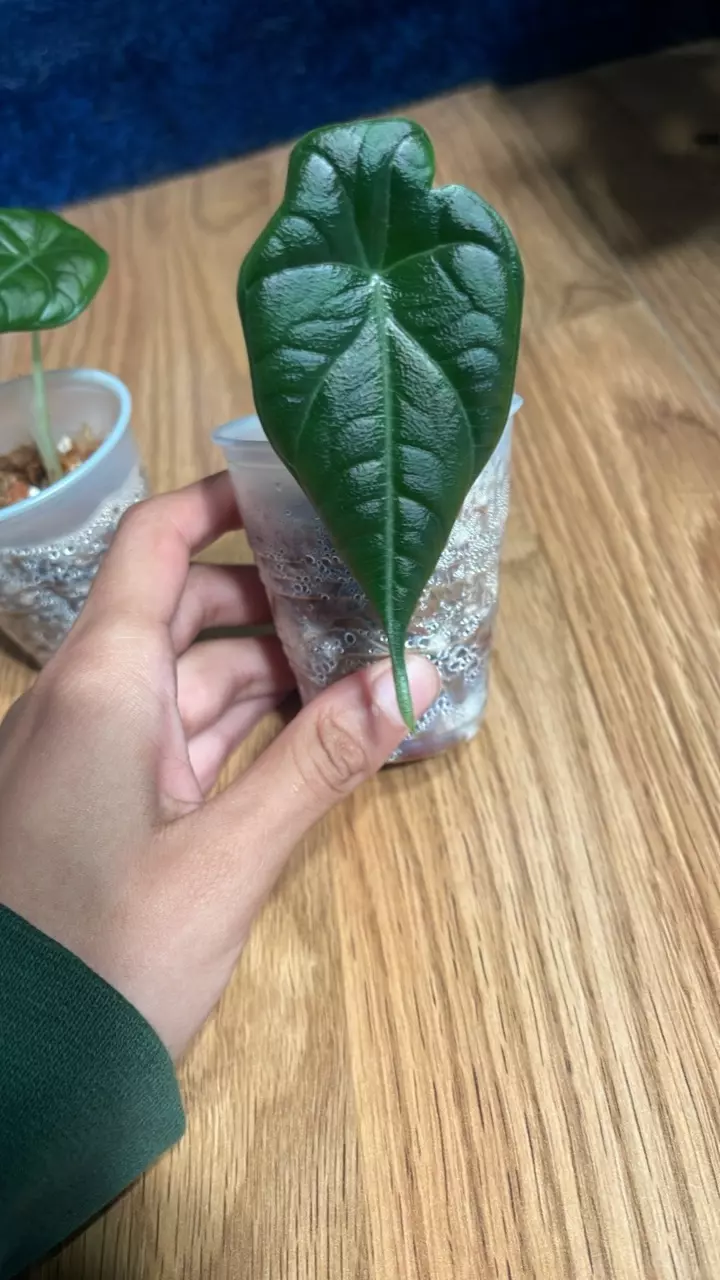 plant/Alocasia Maharani-1