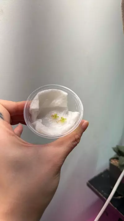 plant/Pinguicula Kondoi-0-thumbnail