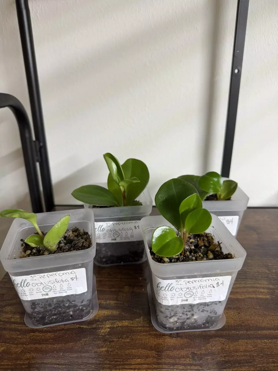 plant/Peperomia obtusifolia-0
