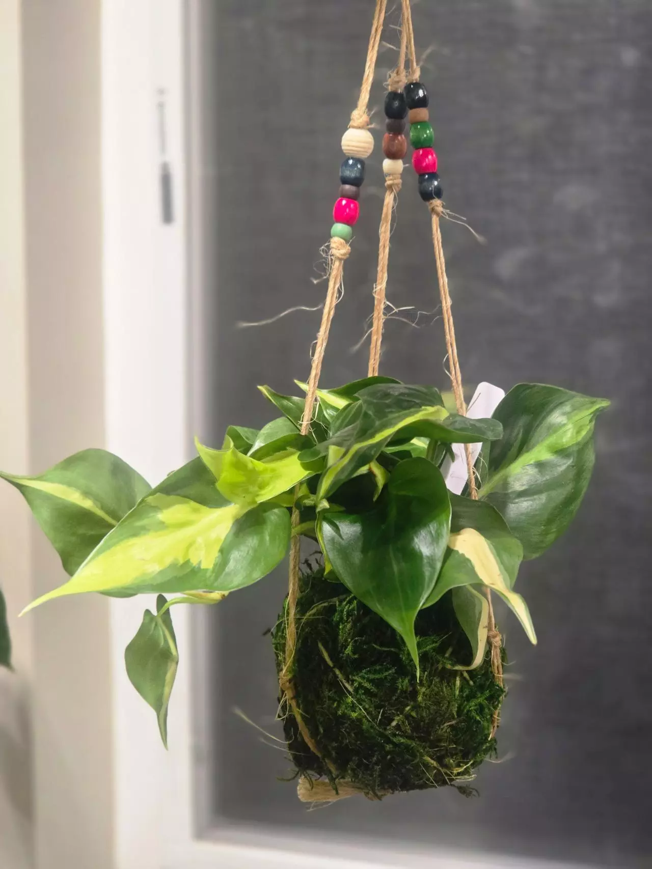 plant/Philodendron Brasil in hanging kokedama-1
