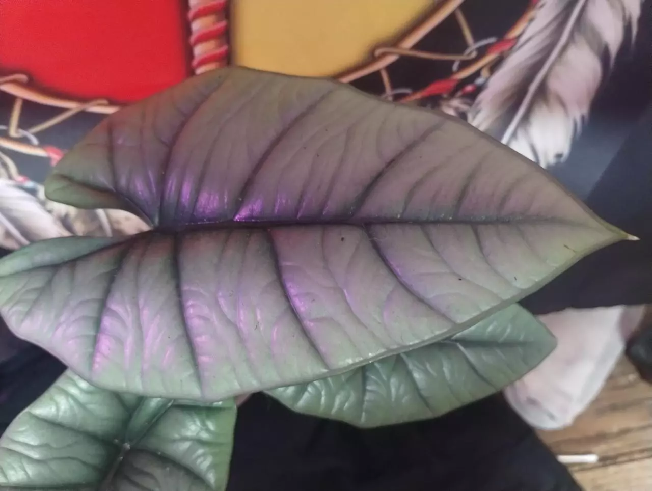 plant/Alocasia Platinum2-0