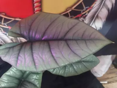 plant/Alocasia Platinum2-0-thumbnail