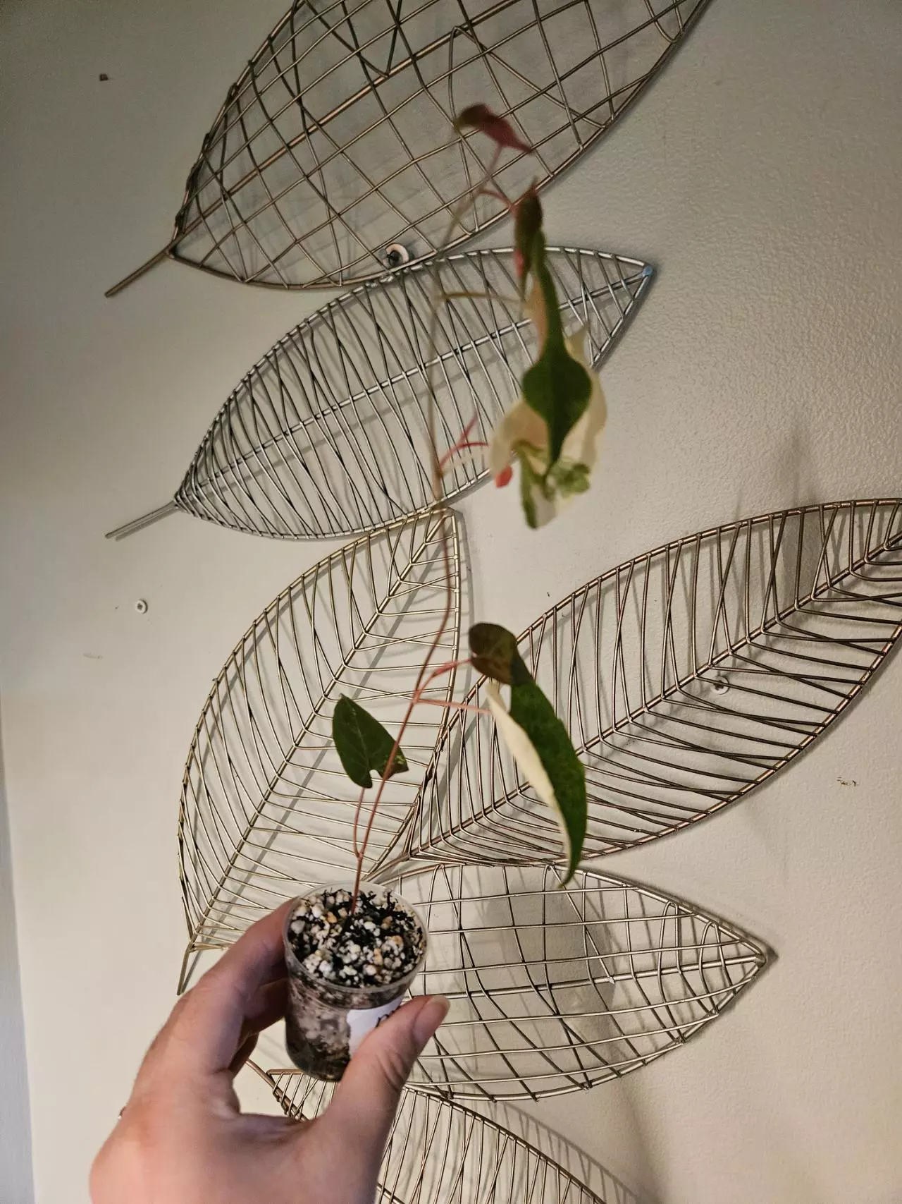 plant/Fallopia multiflora-1