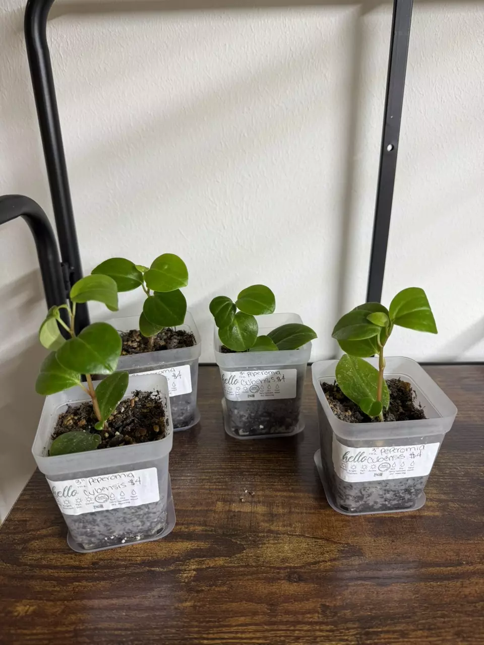 plant/Peperomia cubensis-0