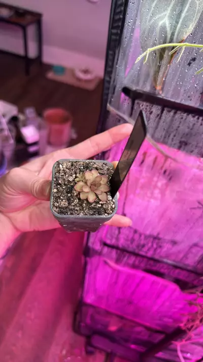 plant/Pinguicula Kondoi-3-thumbnail