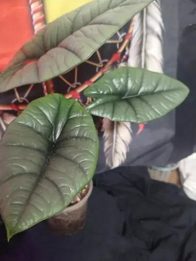 plant/Alocasia Platinum2-1-thumbnail