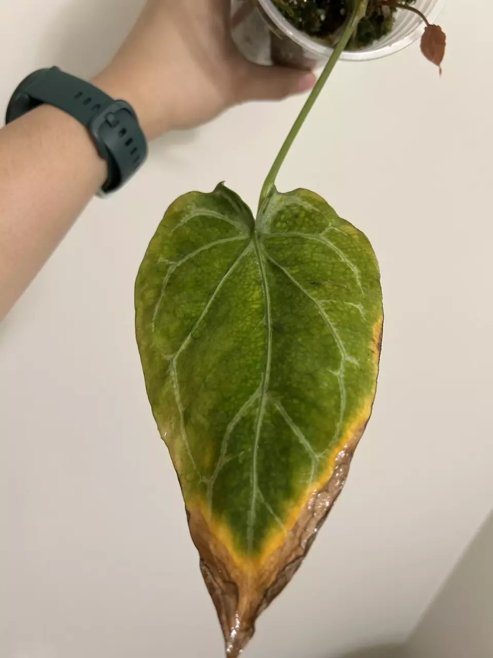 plant/Anthurium Forgetii mutation Ukay-1