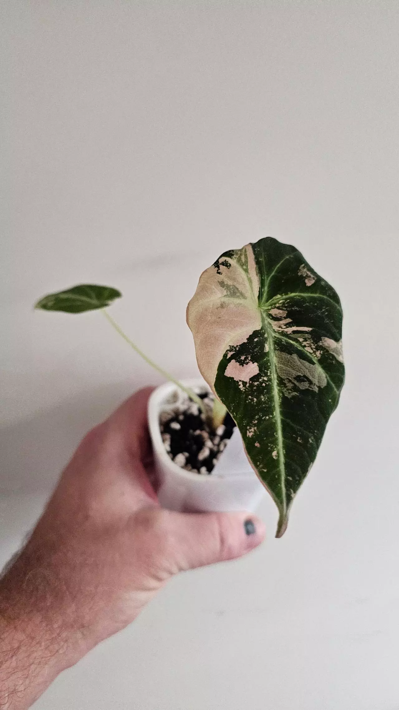 plant/Alocasia Pink Black Velvet (APBV1)-1