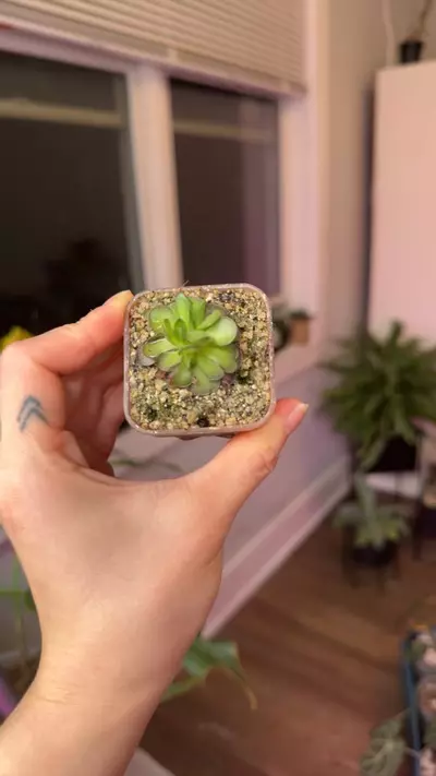 plant/Pinguicula-0-thumbnail