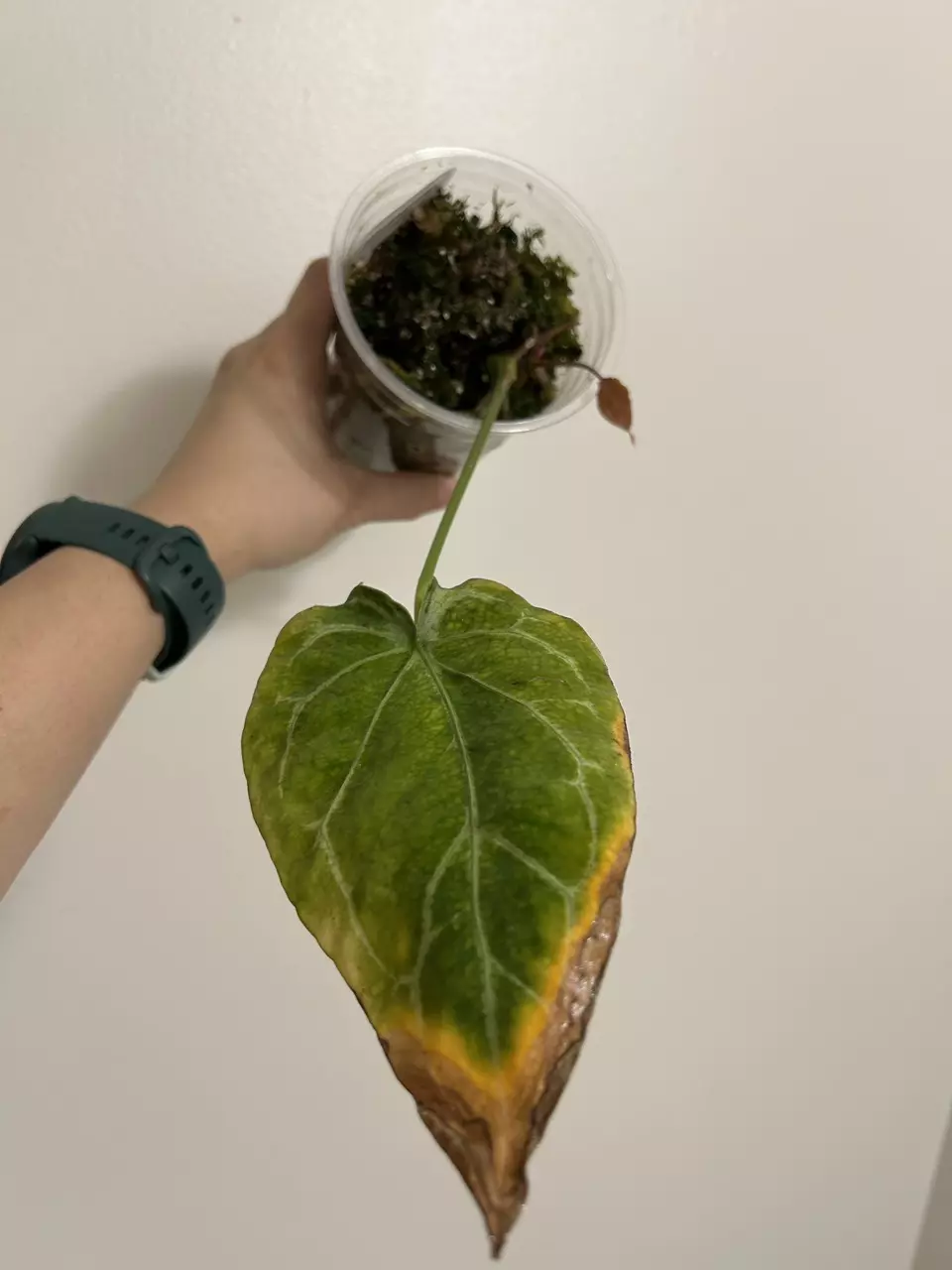 plant/Anthurium Forgetii mutation Ukay-0