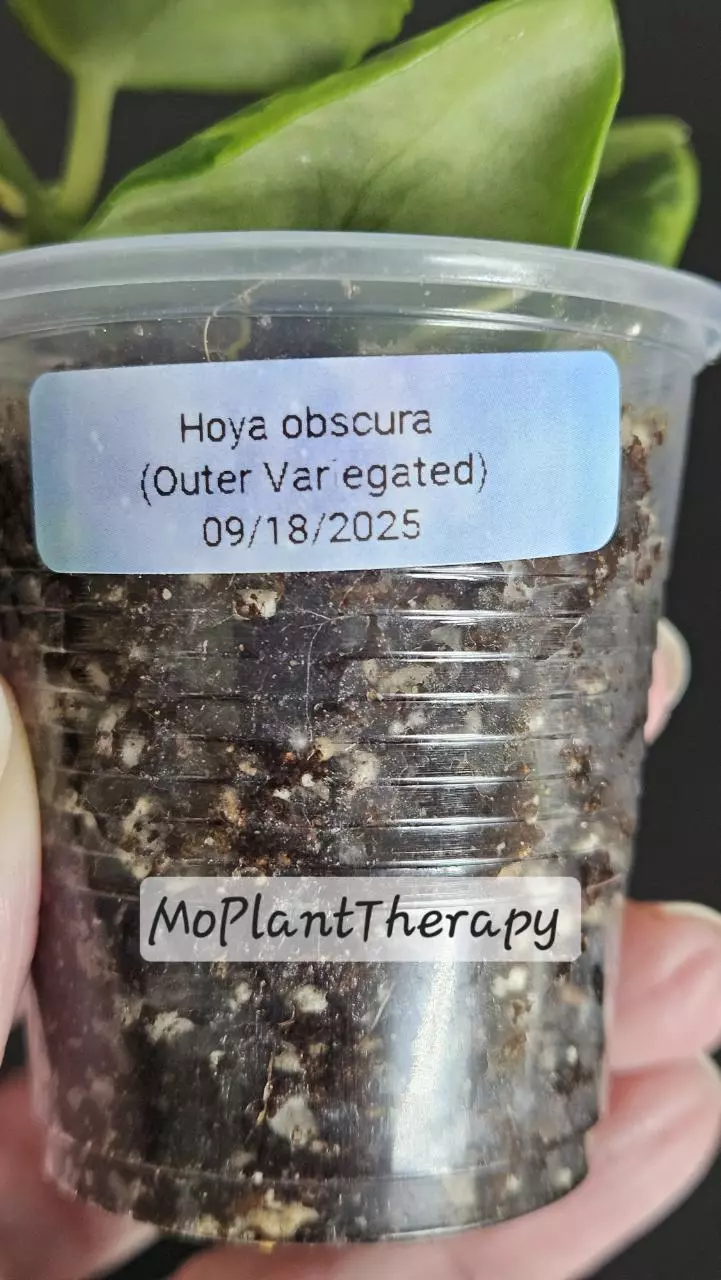 plant/Hoya obscura (Outer variegated)-1