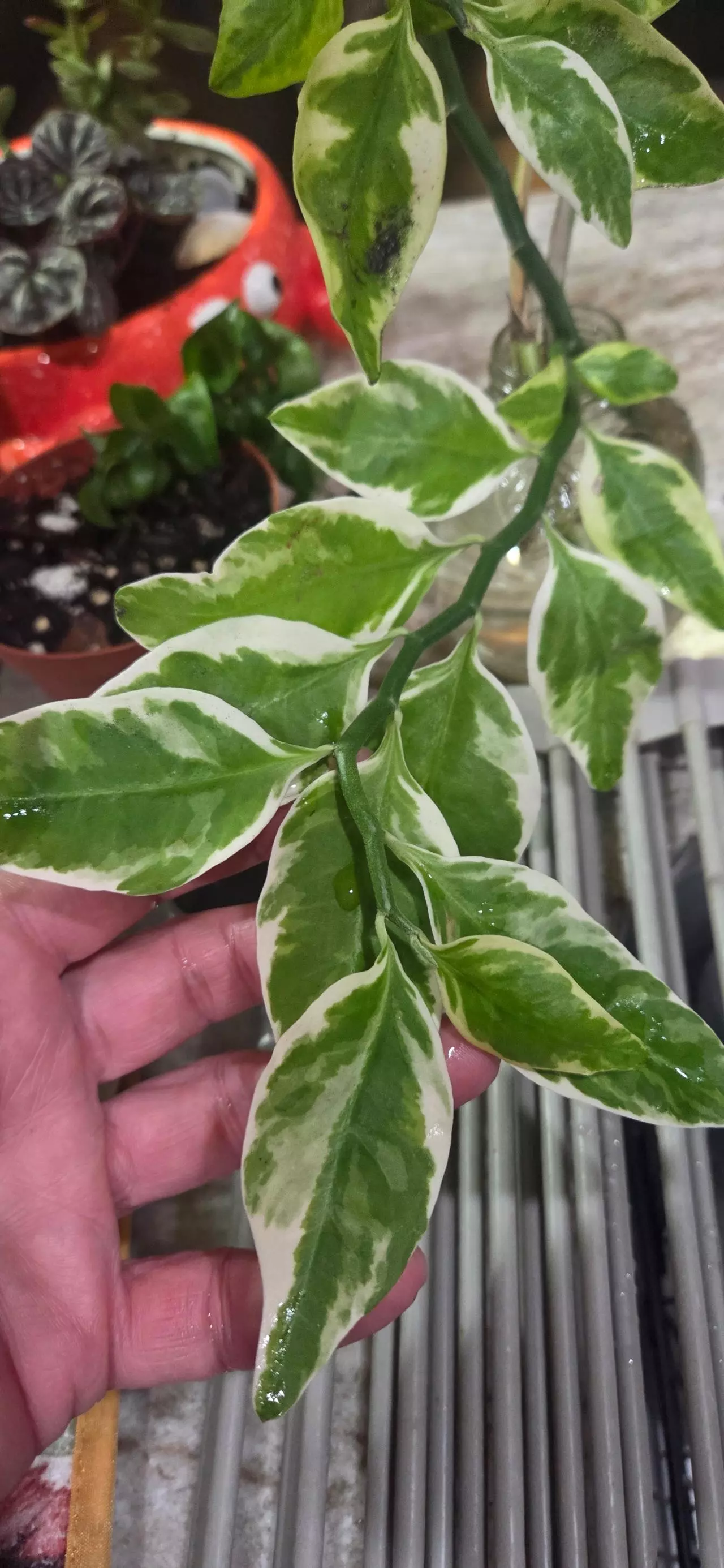 plant/Devil's backbone-3