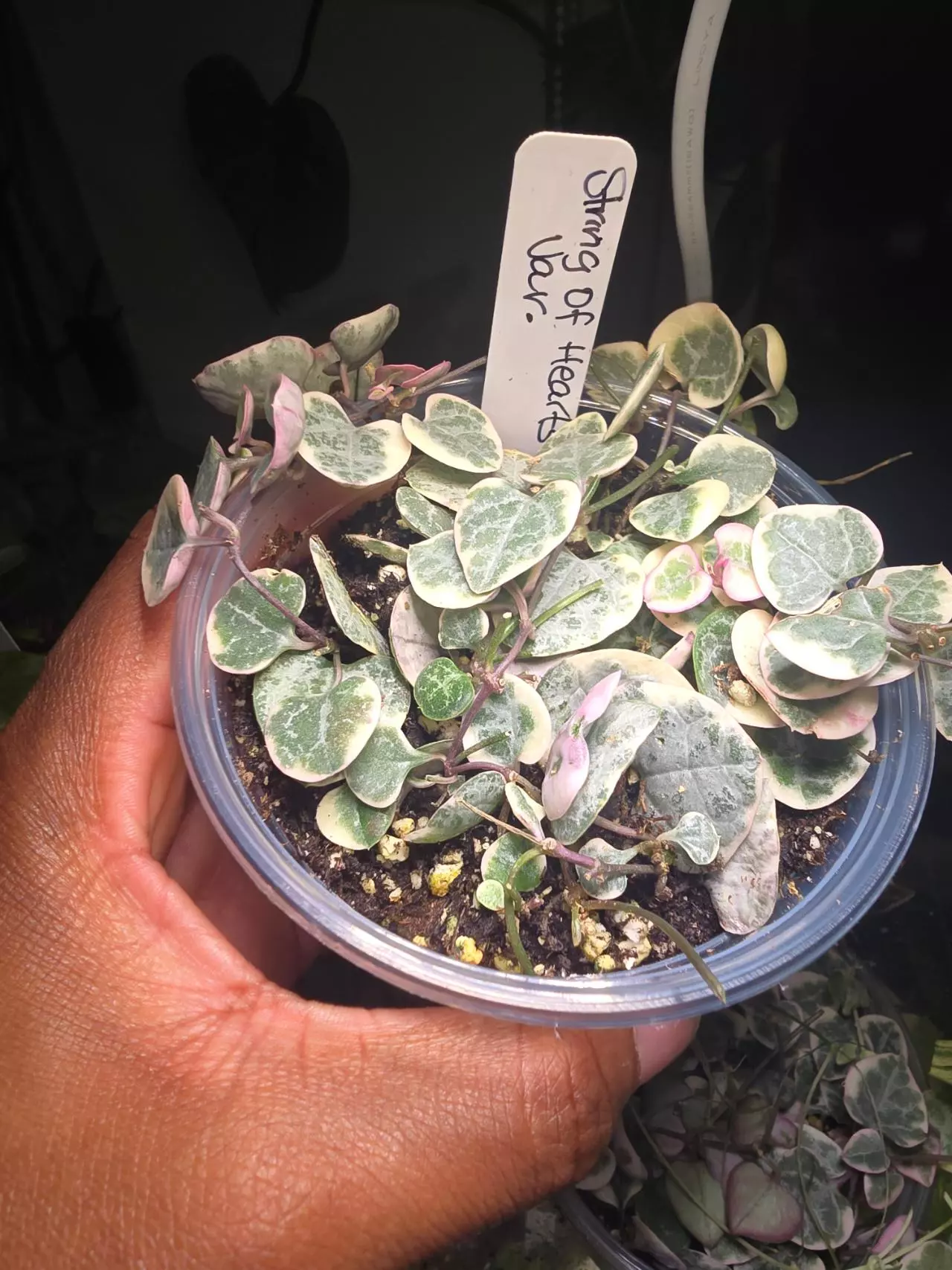 plant/Variegated String of Hearts in 4 inch pot.-2