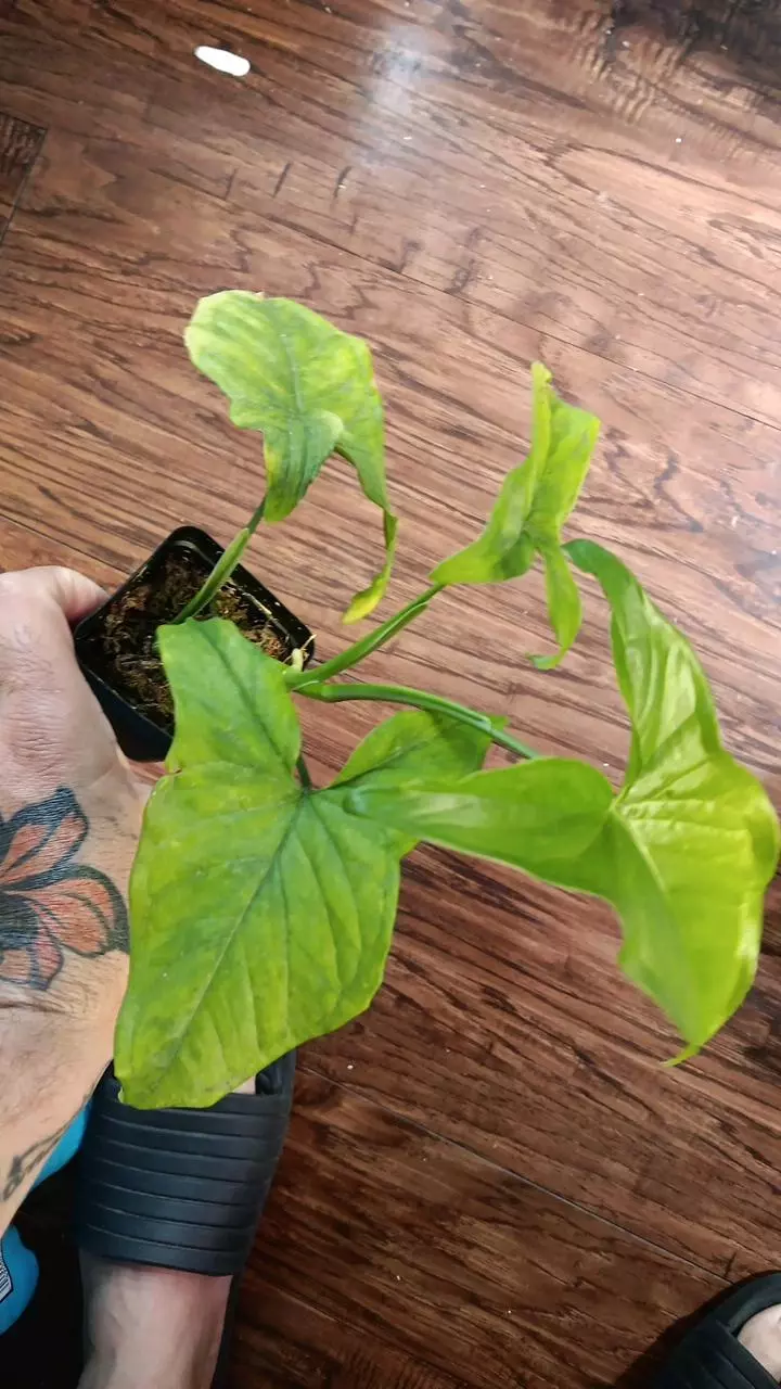 plant/Syngonium mojito-1