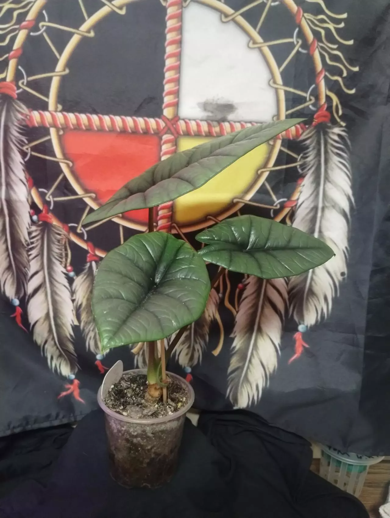 plant/Alocasia Platinum2-3