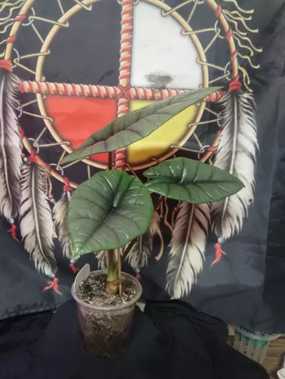 plant/Alocasia Platinum2-3-thumbnail