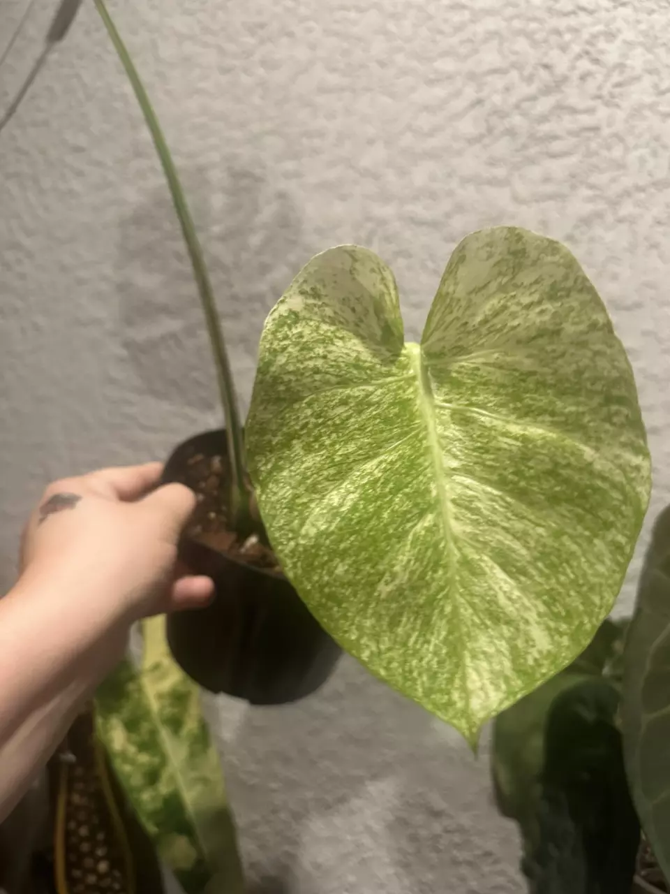 plant/Monstera White Monster-0
