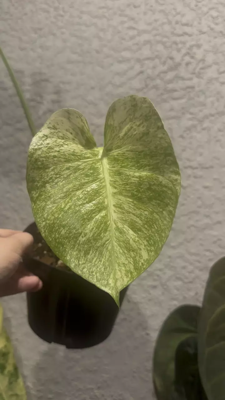 plant/Monstera White Monster-1
